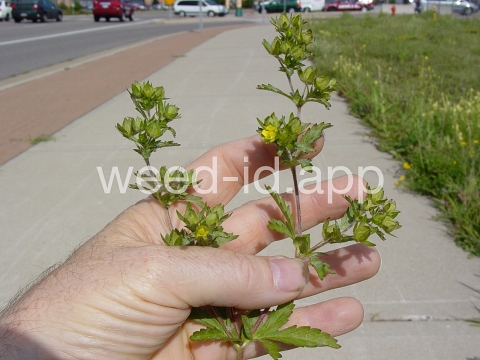 cinquefoil, silvery